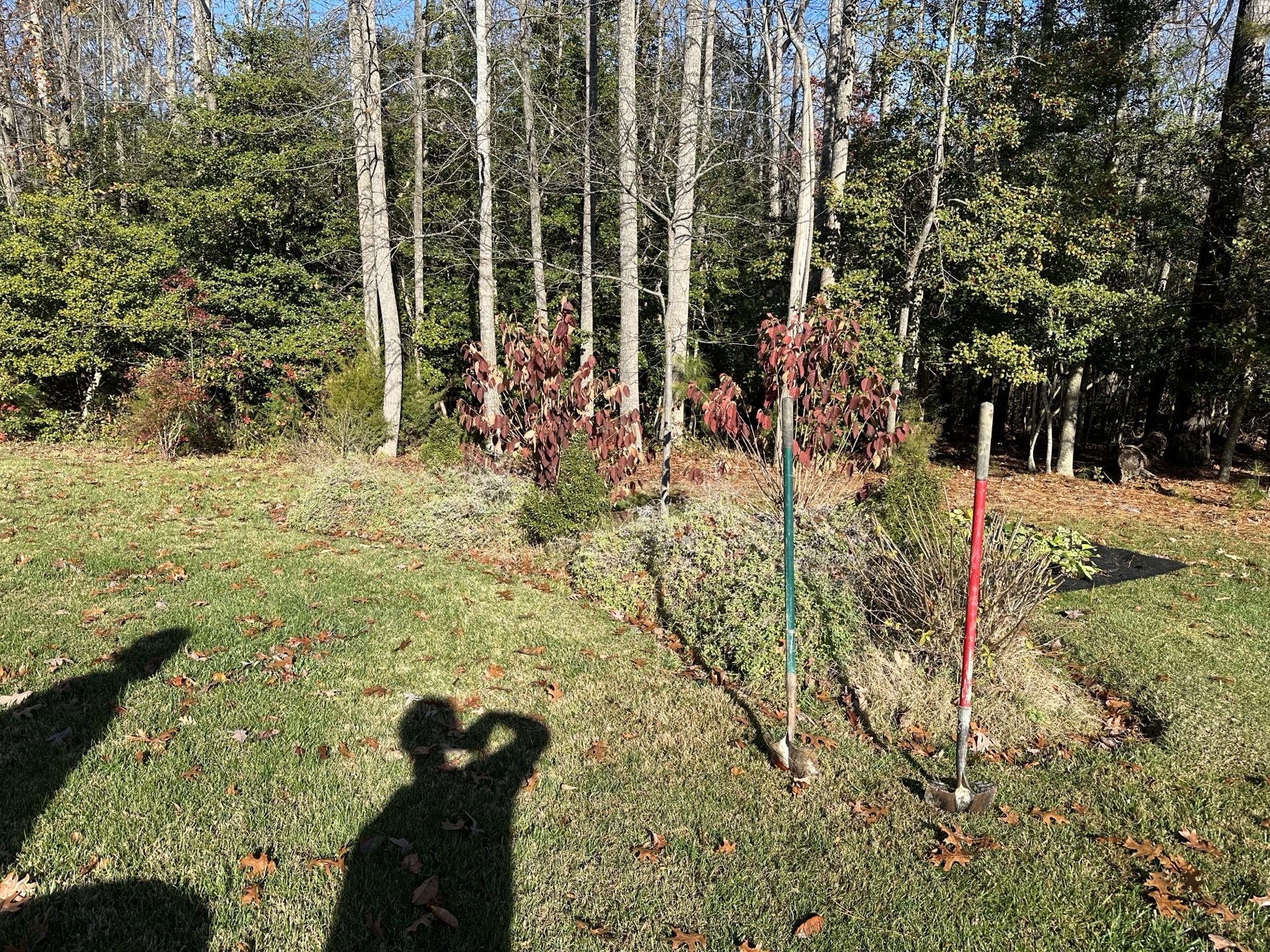 Garden beds before mulching - overgrown and messy